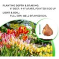 thumbnail image 7 of Shade Friendly Tulip Tarda Flowers, 12 Bulbs - Attracts Bees & Butterflies - Spring Blooming, Easy to Grow & Maintain, 7 of 7