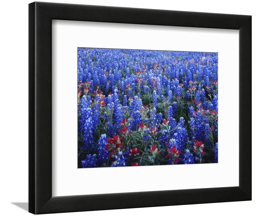 Texas Paintbrush and Flowers Growing in Field, Texas Hill