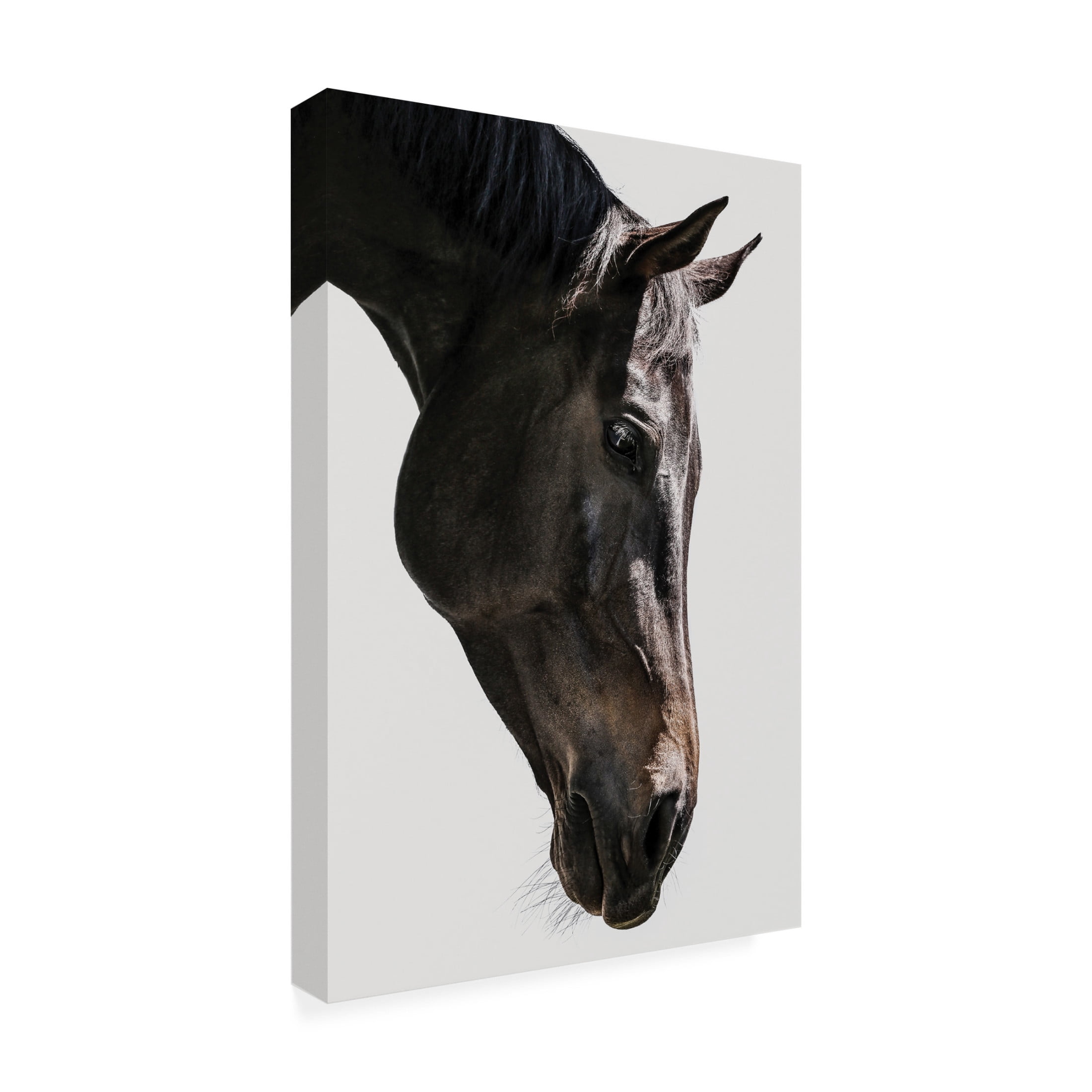 Trademark Fine Art Shot by Clint Bingo Canvas Wall Art