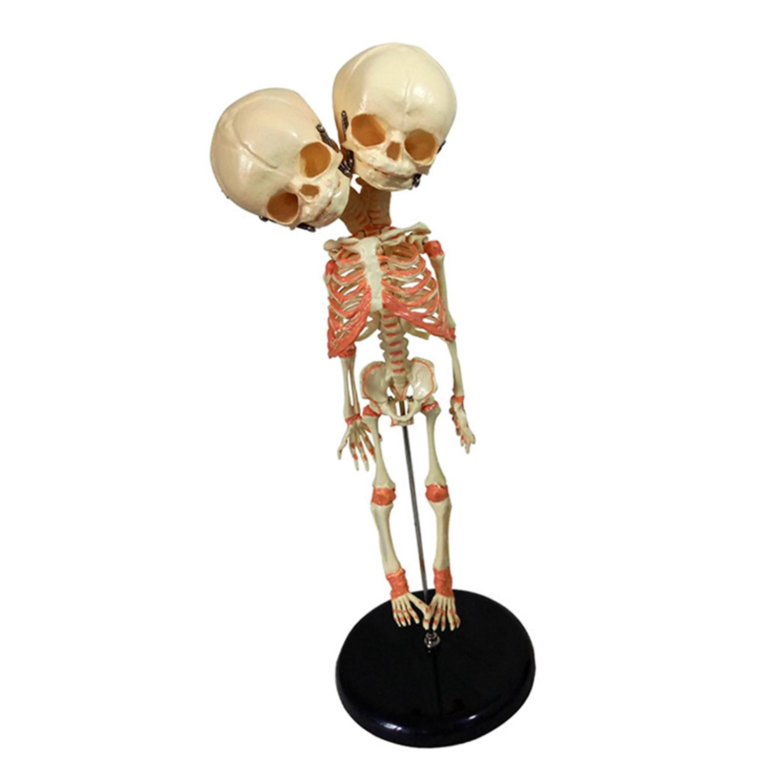 Double Headed Baby Skeleton Model with Base Halloween Ornament