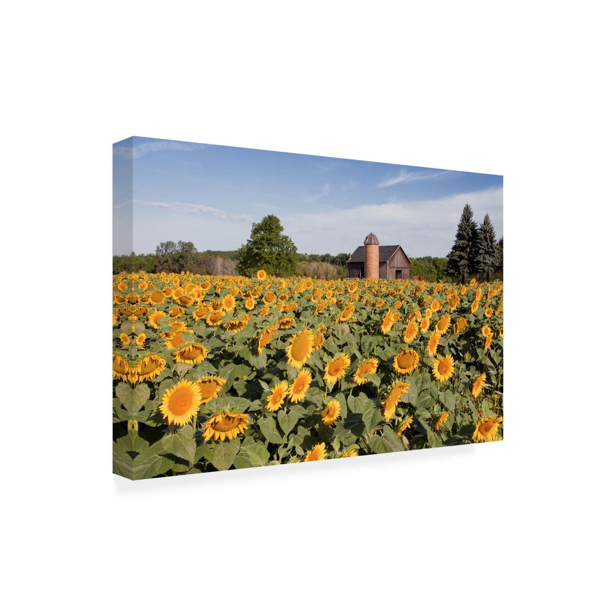 Trademark Fine Art 'Sunflowers And Barn Owosso Mi' Canvas Art by Monte Nagler