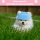 thumbnail image 4 of Gorras de béisbol transpirables para perros, gorro de sol de primera calidad para perros modernos y elegantes, estilo mixto 3, 4 of 5