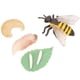 thumbnail image 3 of Ciclo de Vida Animal de la Abeja, 4 Piezas Modelo de Crecimiento de Insectos Figuras Figuras Juguetes educativos y de Aprendizaje para ni?os Decoración de Escritorio Amonsee NO, 3 of 6