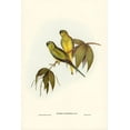 thumbnail image 2 of Gould, John 13x18 Black Ornate Wood Framed with Double Matting Museum Art Print Titled - Rock Grass-Parakeet-Euphema petrophila, 2 of 4