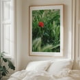 thumbnail image 6 of Solitary Bloom - Athens Greece Photography Nature Floral Botanical Garden Flowers Scenic Rural Unframed Wall Art Print 24 x 30 inches, 6 of 13