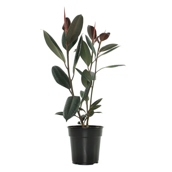 6 in. Ficus Burgundy Live Houseplant with Bright Indirect Sun-1 Piece