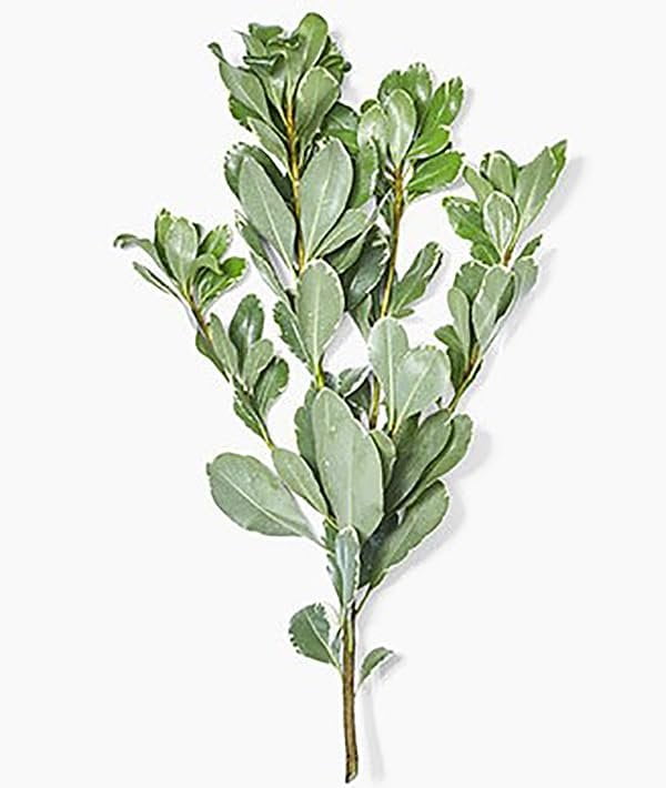 Pittosporum Variegated I 3 Large Gallon Size Plants I Pittosporum Tobria Variegatum I Live Striking Two-Tone Foliage for All-Year Visual Interest, Ideal for Hedges, Borders