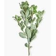 thumbnail image 5 of Pittosporum Variegated I 1 Large Gallon Size Plant I Pittosporum Tobria Variegatum I Live Striking Two-Tone Foliage for All-Year Visual Interest, Ideal for Hedges, Borders, 5 of 6