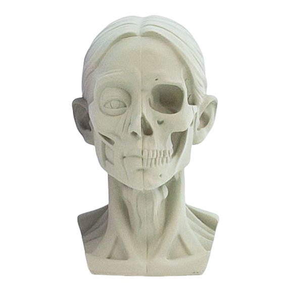 OIUR Generic Planar Head Model for Drawing Resin Skull Sculpture with Detailed Muscle Structure Art Study Tool for Sketching Anatomy Learning
