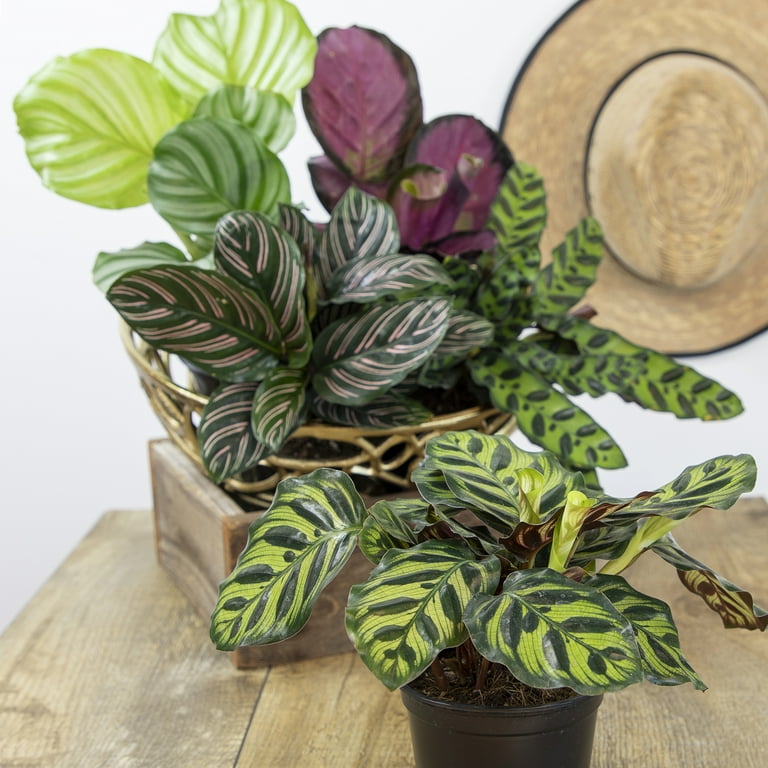 outdoor dracena Dracaena Dragon Tree Colorama Bush