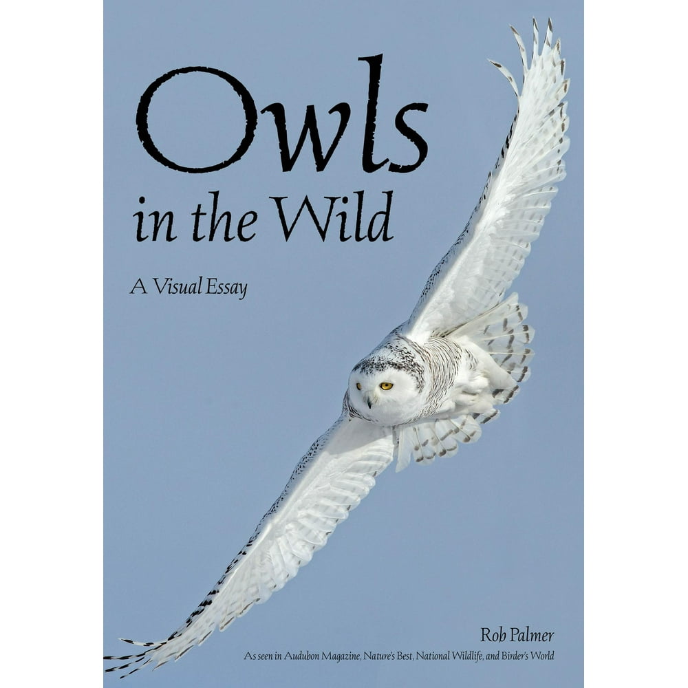 essay on owls