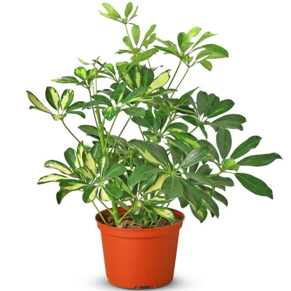 Schefflera Variegated Live Plant for Indoor | Different Houseplants in 4'' & 6'' Pot | Real House Plant for Living Room, Office, Desk & Bathroom | Dwarf Umbrella Tree | Arboricola
