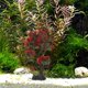 thumbnail image 1 of unbranded De Árbol Para Acuario Con Y Material Plástico Para Piscina De Peces, 1 of 6
