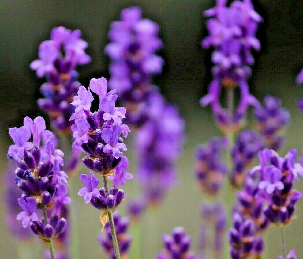 500+ LAVENDER VERA SEEDS AUTUMN PERENNIAL MOSQUITO PEST REPELLENT FALL HARDY USA