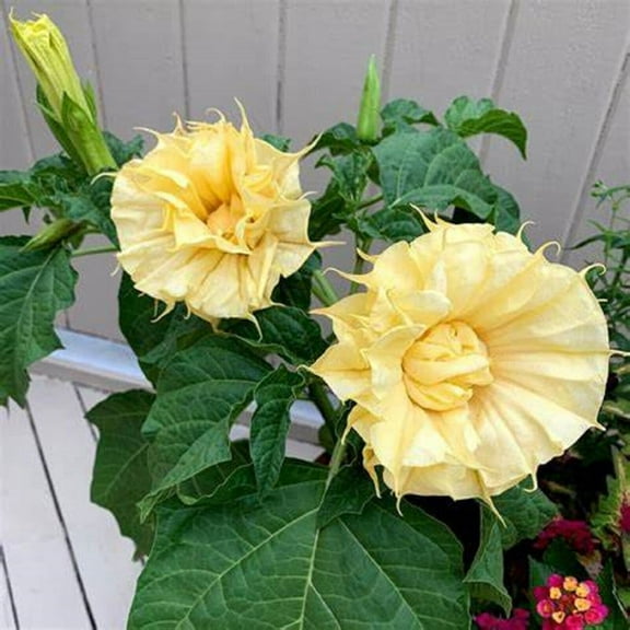 10 Ballerina Yellow Angel Trumpet Seeds