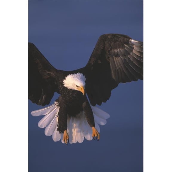 Bald Eagle Hovering in The Air Poster Print by Natural Selection David Ponton, 22 x 34 - Large