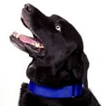 thumbnail image 3 of Country Brook Petz® Martingale Nylon Collar/Double Handle Leash - Royal Blue - Extra Large, 3 of 7
