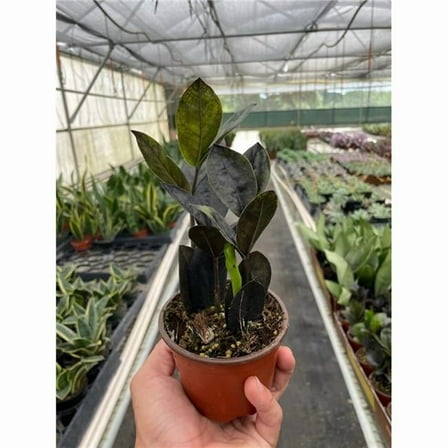 House Plant Dropship 4-ZAMIOCULCAS-BLACK 4 in. Pot ZZ Zamioculcas Black Queen Plant