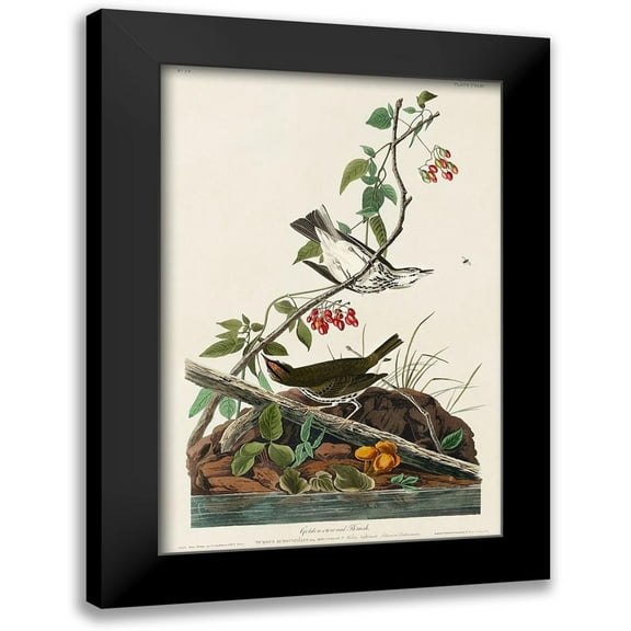 Audubon, John James 11x14 Black Modern Framed Museum Art Print Titled - Golden-crowned Thrush