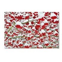 Trademark Fine Art "Winter Berries in the Snow" Canvas Art by Kurt Shaffer