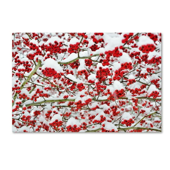 Trademark Fine Art "Winter Berries in the Snow" Canvas Art by Kurt Shaffer