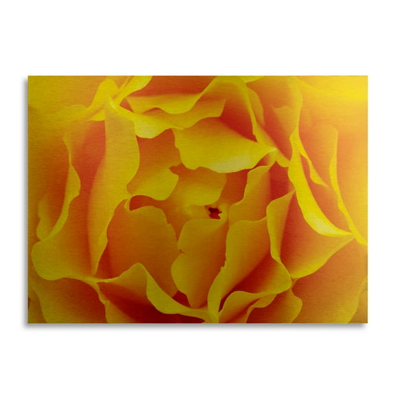 Trademark Fine Art 'Hypnotic Yellow Rose by Kurt Shaffer-Gallery Wrapped 36x47' Brushed Aluminum Wall Art Art by Kurt Shaffer
