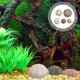 thumbnail image 2 of 5PCS Sea Urchin Shell Home Urchin Shell Ornament Fish Tank Aquarium Landscape, 2 of 4