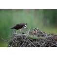 thumbnail image 2 of Wang, Max 32x23 Gold Ornate Wood Framed with Double Matting Museum Art Print Titled - Feeding Time, 2 of 4
