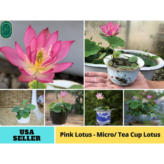 5 Rare Seeds| Pink Lotus - Micro/ Tea Cup Lotus Seeds - Indian Lotus (Nelumbo nucifera) Seeds - Flower Seeds - B3G1 #Q068