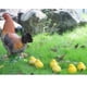 thumbnail image 4 of Ornamento Artificial de Decoración Del Césped Del Jardín Del Hogar Del Modelo Del Polluelo de Del Pollo Macarena Animales Artificiales Decorativos, 4 of 8