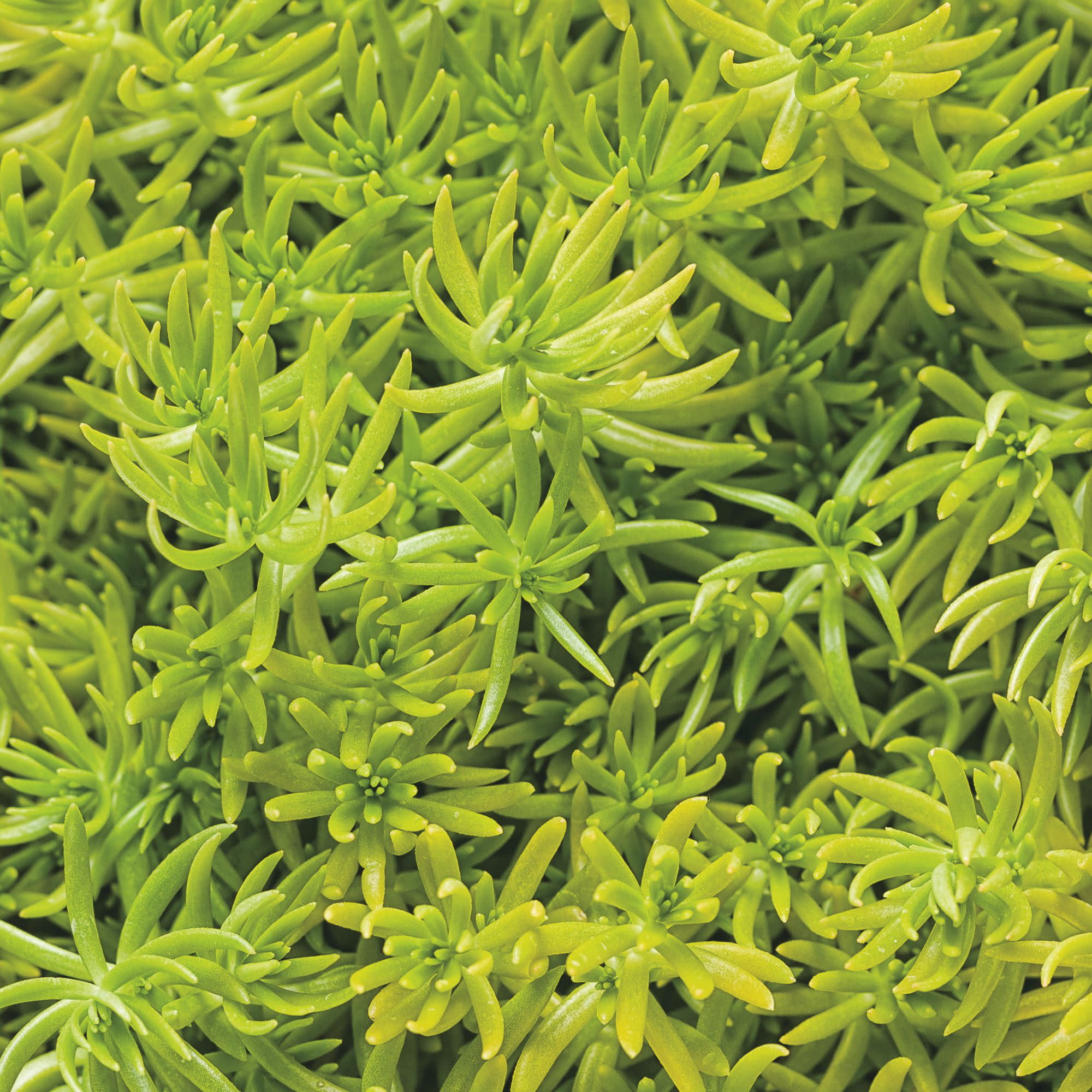 Proven Winners 8" Lemon Coral Stonecrop Live Plant in 6.5" Pot