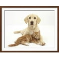 thumbnail image 2 of Yellow Labrador Puppy and Ginger Kitten, Animals Framed Art Print Wall Art by Mark Taylor Sold by Art.Com, 2 of 6
