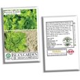 thumbnail image 6 of Batavian Leafy Iceberg Lettuce Seeds (Lactuca sativa) for Planting - 5000+ Non-GMO Heirloom Seeds, Crisp & Delicious Variety for Home Gardens - Perfect Gift, by Isla's Garden Seeds, 6 of 7
