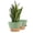 Green&Brown, variant on FIASON 2 Pack Plastic 10 Inch Black with Brown Self-Watering Plant Pots for Indoor Outdoor, Flower Pots Include Drainage Holes, Watering Lip & Removable Saucer