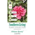 thumbnail image 2 of Southern Living Alabama Beauty Camellia Live Shrub in 3-Gallon Grower Pot, 2 of 4