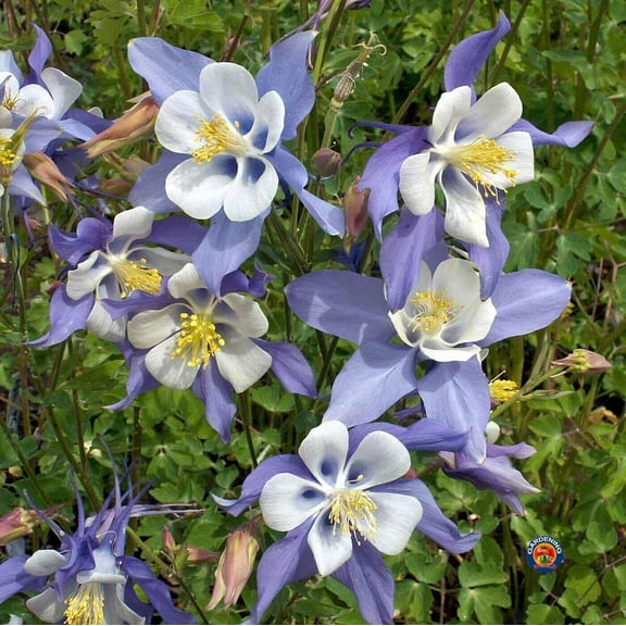 Blue Columbine Perennial Hummingbirds Butterflies Non-GMO 100 Seeds