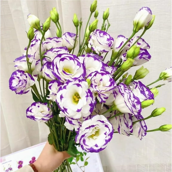 20 Purple and White Lisianthus Flower Seeds for Planting - Pelleted Seed