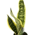 thumbnail image 4 of Live Combo Sansevieria, Snake Plant, Succulent Plant, Mom Birthday Gift, Valentine's Gift, Office Gift for Co-Worker, Indoor Fully Rooted Plant, Air Purifier in 4" Pots, 4 of 9