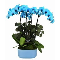 From You Flowers - Blue Thinking of You Orchid Duo for Birthday, Anniversary, Get Well, Congratulations, Thank You, All Occasions