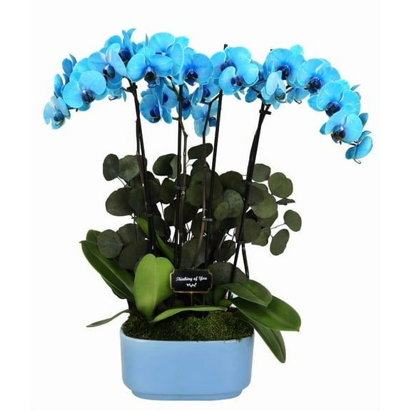 From You Flowers - Blue Thinking of You Orchid Duo for Birthday, Anniversary, Get Well, Congratulations, Thank You, All Occasions