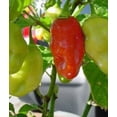 thumbnail image 5 of Habanero Pepper Plant - Non-GMO - Two (2) Live Plants - Not Seeds - Each 3" to 7" Tall - In 3.5 Inch Pots - Capsicum chinense - Includes Clovers Garden Copyrighted Plant Care Guide, 5 of 6