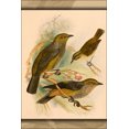 thumbnail image 1 of 24"x36" Gallery Poster, The birds of Celebes and the neighboring islands, 1 of 1