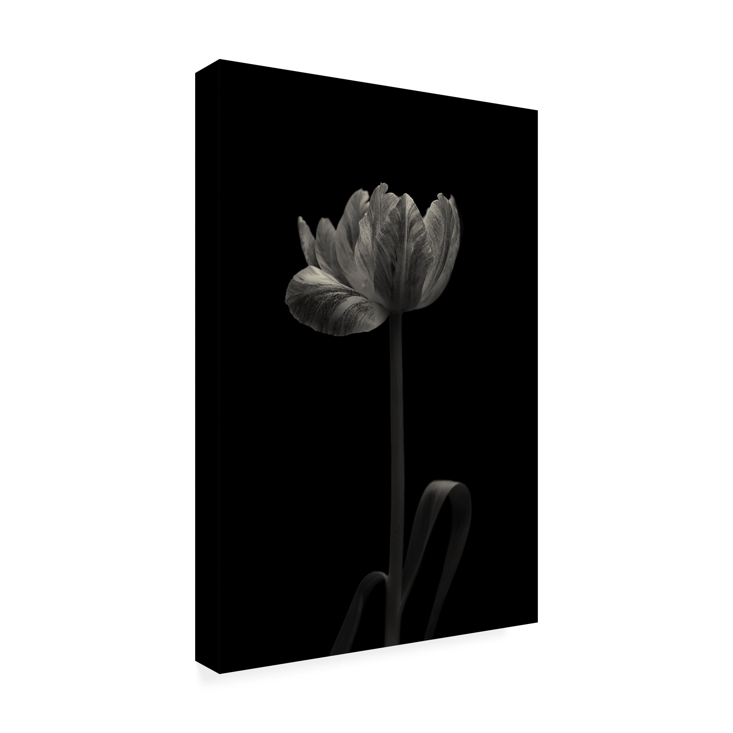 Canvas Wall Art - Lotte Gronkjar 'Tulip Mania' Wall Art for Living Room, Bedroom, or Office DÃ©cor by Trademark Fine Art - 16 x 24 Inches