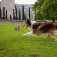 thumbnail image 2 of SLYNSHome Interactive Dog Toys,2.6 inch Squeaky Teething Chew Balls for Small Dogs, Clean Teeth & Training, 2 of 4