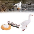 thumbnail image 4 of Growth Cycle Model Toy, Growth Cycle Model, Long-Lasting Non- Safe Durable For Science Lessons Kids A,B, 4 of 8