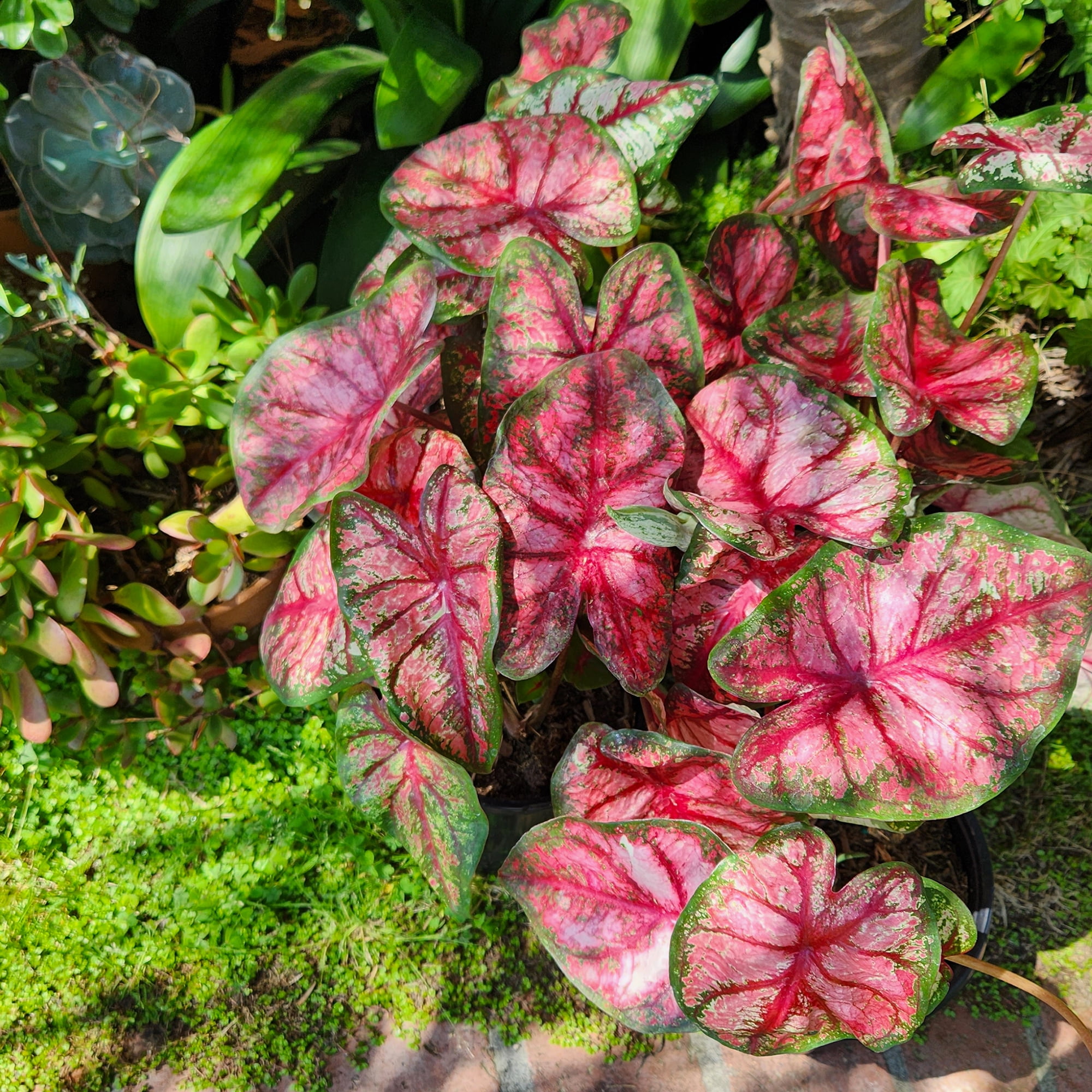 Altman Plants Caladium Pink Strap Leaf, 1 gal. Pot, Outdoor Live Plants, Full Sun to Part Shade