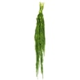 thumbnail image 1 of Vickerman H3AMA115 Spring Green Amaranthus - 7-8 oz Bundle, 1 of 1