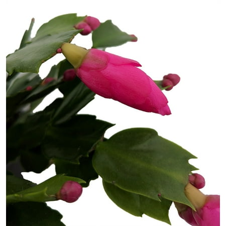 Purple Dancer Christmas Cactus Plant - Zygocactus - 2" Pot