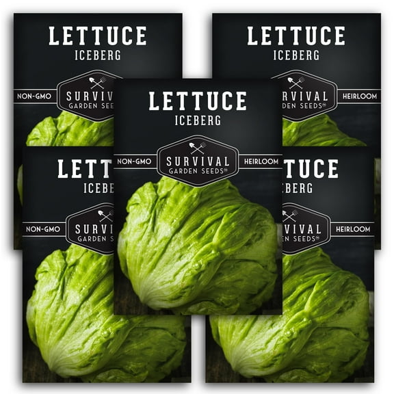 Iceberg Lettuce Seeds - 5 Pack - Non-GMO Heirloom Full Sun Annual Vegetable