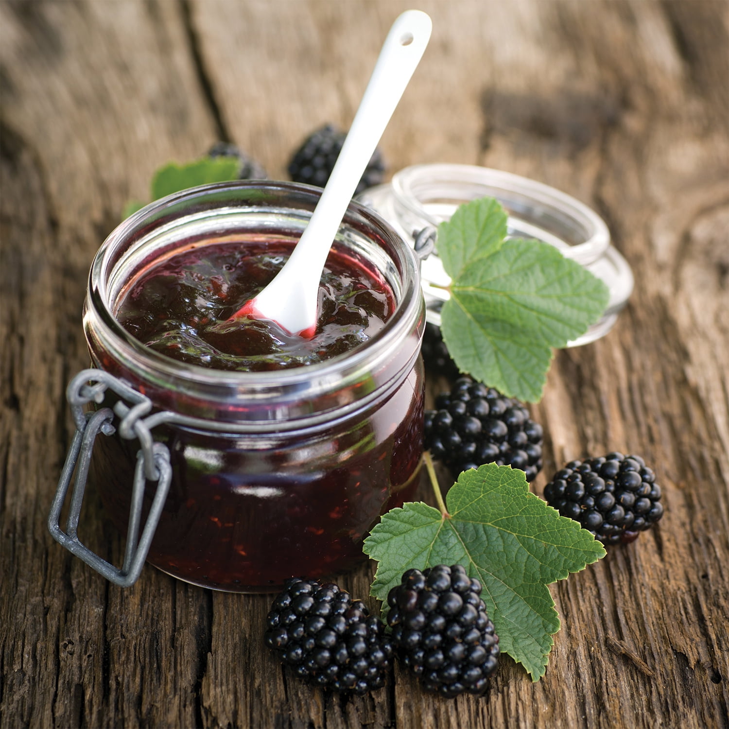 Van Zyverden Blackberry Thornless Triple Crown 1 Plant Pink Full Sun Perennial Pollinator 2 lbs